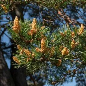 Pine Scots (Pinus sylvestris) 1